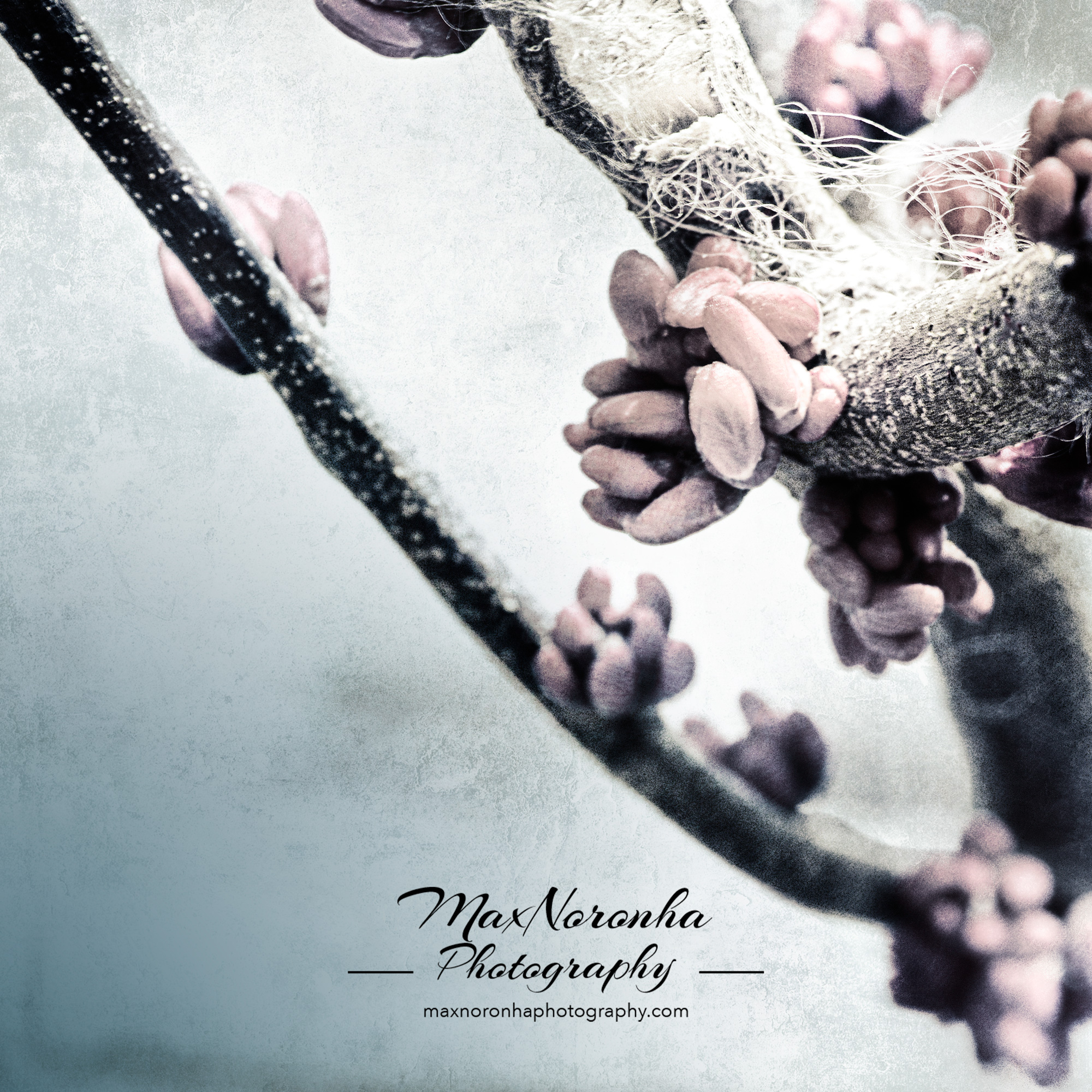 Pinkflowerspringforsocialmed